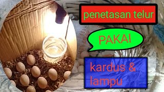 Alat tetas telur sederhana dari kardus |pemula ayam kampung