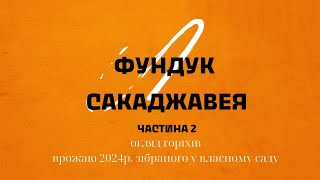 фундук Сакаджавея - огляд горіхів №2, 2025р.