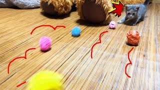 The kittens are so excited about the colorful ball! is so cute!