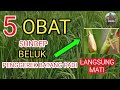 cara mengatasi penggerek batang padi || obat sundep