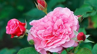 UNE BRÈVE HISTOIRE DES ROSES… DES ROSIERS BOTANIQUES AUX ROSIERS PAYSAGERS