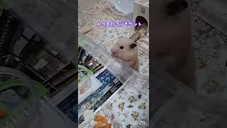 エサを口に詰め込むハムスターのマル君🐹#ハムスター#キンクマハムスター