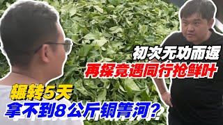 初次无功而返，再探竟遇同行抢鲜叶！辗转5天拿不到8公斤铜箐河？购茶请加微信/赖line2号店：HDLG002（同号，搜索即可）#普洱茶 #茶文化 #普洱茶要怎么泡 #古树茶#茶#茶叶#茶葉#古樹茶