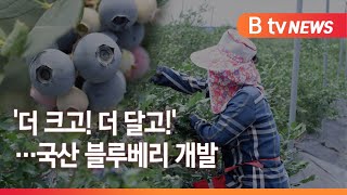 '더 크고! 더 달고!'…농진청, 국산 블루베리 5품종 개발