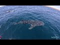 whale shark adventure ocean eco adventures exmouth western australia march 2024