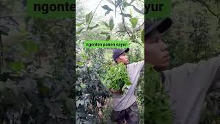 cara panen sayuran yang baik dan semoga bermanfaat  #panen #sayuran #shortvideo #subscribe #podcast