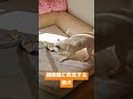 掃除機にマジギレする柴犬