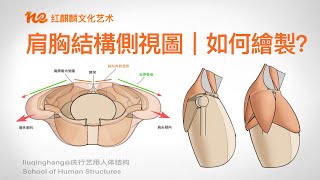 人体解剖2022｜艺术解剖｜怎么画人体｜如何绘制肩胸结构侧视图？