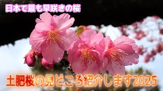 土肥桜の見どころ紹介します2025　#土肥桜 #日本で最も早咲きの桜 土肥温泉 #伊豆市