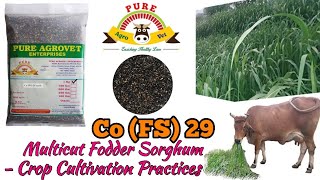 Co (FS) 29 (Multicut / Perennial Fodder Sorghum / Jowar) - Crop Cultivation Practices in Tamil