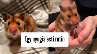 A hörcsögeim esti rutinja🐹