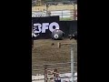 bullfighting gone wrong