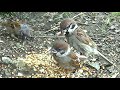 Paano Manligaw ang mga Ibon? Maya Bird flirting with mate. Funny Horny Birds,  #eurasiantreesparrow