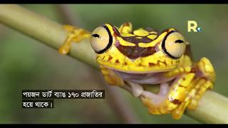 মারাত্মক পয়জন ডার্ট ব্যাঙ ।।Poison Dart Frog।।