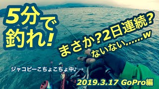 【5分で釣れ！】まさか？2日連続？ないない……w