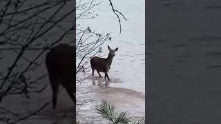 Stalbriežu govs jūrā/Red Deer Hind in the Sea