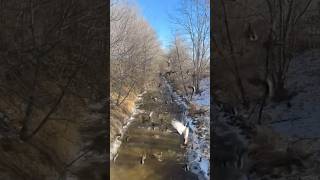 Hundreds of Mallards in Small Creek #duckhunt #duck #hunting