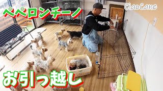 ペペロンチーノのお部屋を広くする！【ヨークシャーテリア専門犬舎チャオカーネ】