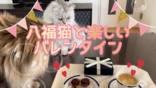 バレンタインに8匹の猫にプレゼントしたら大興奮！生チョコ作りもあり♡