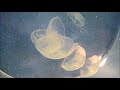 big moon jellyfish feeding