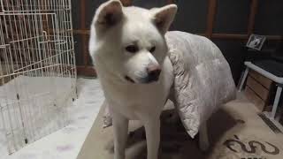 【秋田犬ゆうき】いつも敷いて寝る布団なので掛け布団化されたら対応出来ない【akita dog】