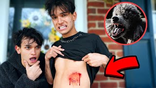 A Vicious Dog ATTACKED Me!