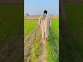 Bapu g gandam ko spray ker waty hue #bapu #wheat #farming #spray