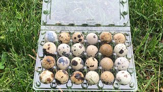 STORY TIME!! Success!!!! #quailforprofit #quail #raisingquail #myshirefarm