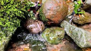 石の隙間を流れる川のちょろちょろ音　　One hour Trickling Water Sound