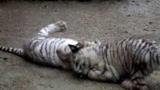 White tiger babies playing.じゃれ合うホワイトタイガーの赤ちゃんたち。