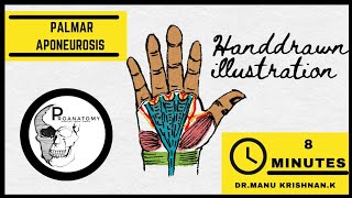 Anatomy | PALMAR APONEUROSIS | Dupuytren's contracture