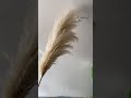 Tall Large Natural Dried Pampas Grass for Flower Arrangements Wedding Home Decor (Beige)