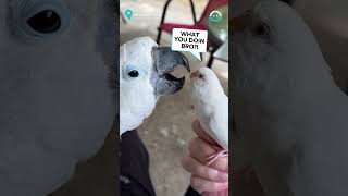 Cockatoo Uses Tongue To Meet Little Parrot || ViralHog