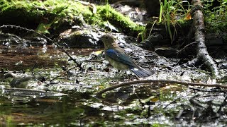 河口湖フィールドセンターのオオルリ（雄・幼鳥）の水浴び　その１０（4K60P動画）