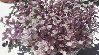 Pembe mini telgraf çiçeği budama /Callisia Repens Pink Lady