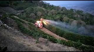 Pulverização com canhão café de montanha Pulverización de cañón en la plantación de café de montaña