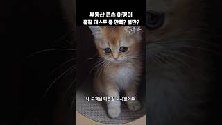 부동산 큰손 아깽이 품질 테스트 중 만족? 불만?