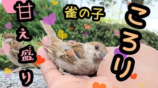 手の平で甘えたり寛ぐ子スズメ【PIPIPIの雀日記 】