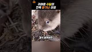 수달이 삐친 이유