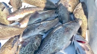 MASSIVE Schools of *GROUPER*!!! Catch Clean and Cook (Smoked Grouper Head Soup)