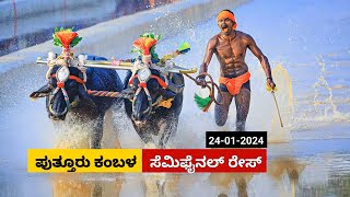 Puttur Kambala Semi Final race 2024 | ಪುತ್ತೂರು ಕಂಬಳ ಸೆಮಿ ಫೈನಲ್ ರೇಸ್