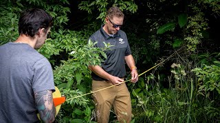 Invasive species impact native soundscapes