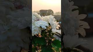 chrysanthemum flowers || Home Gardening | #flowers #youtubeshorts #shorts