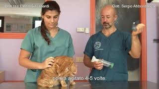 71 - Come somministrare i farmaci per l'asma al Gatto, come si usa l'aerokat per l'asma felino.