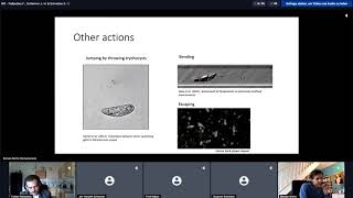 Integrative neuroscience of Paramecium, a swimming neuron