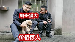 中华名猎犬虎斑土狗价格喜人，和中华田园犬的待遇对比，结果吃惊