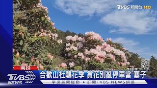 合歡山杜鵑花季 賞花別亂停車當\