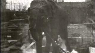 Electrocuting an elephant