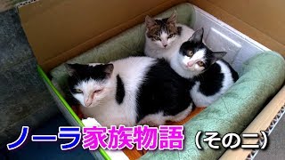 【ドキュメント】野良猫（ハチワレ）ノーラ家族物語（その二・未完）