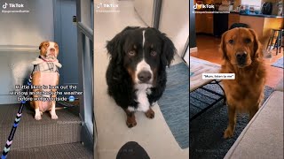 Your dog really does know what you're saying